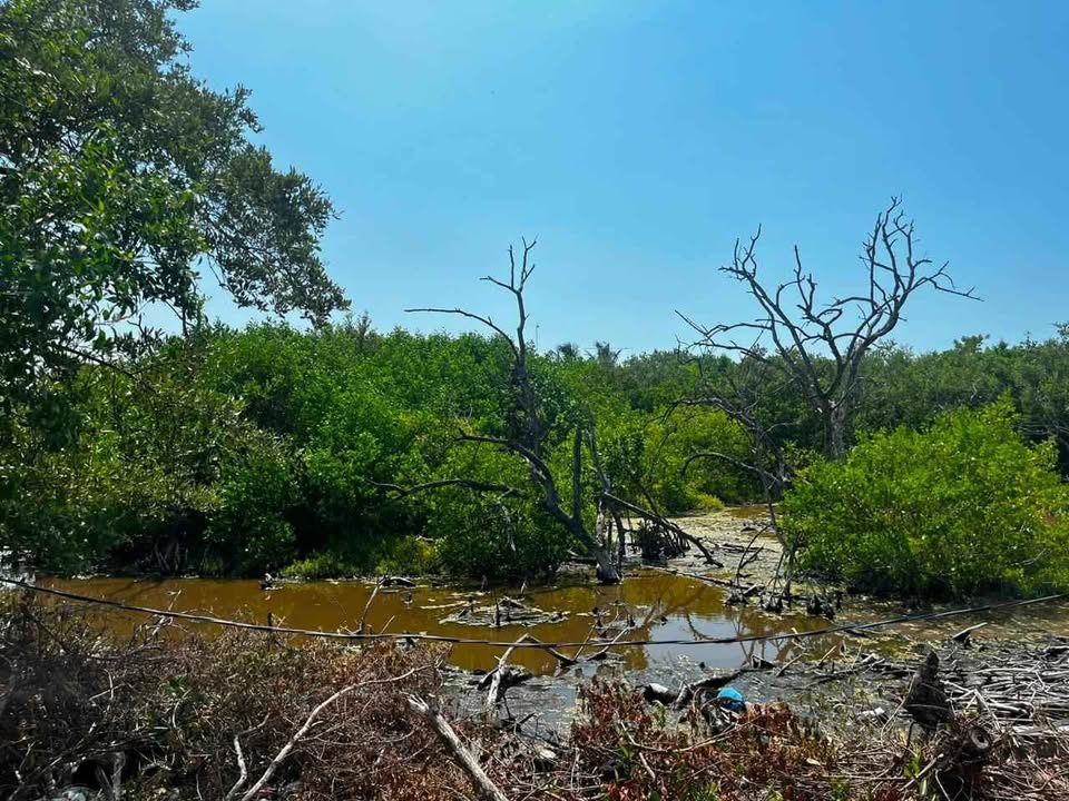 Terreno en venta HOLBOX 2