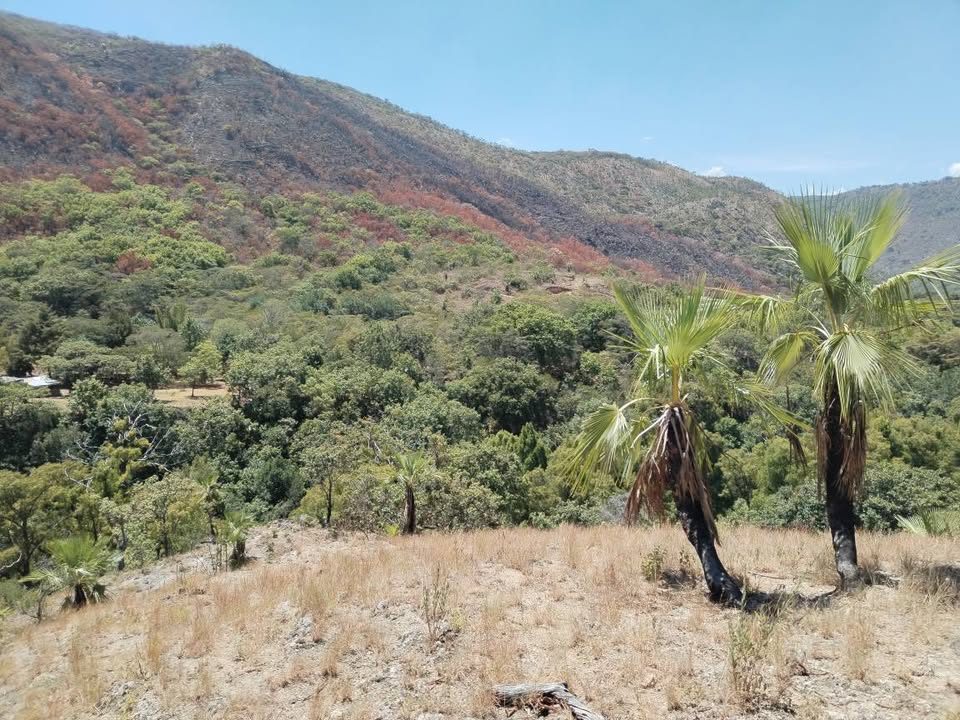 Se vende 1 Hectárea de terreno a 5 minutos de la rejoya en TZIMOL 🏡 2
