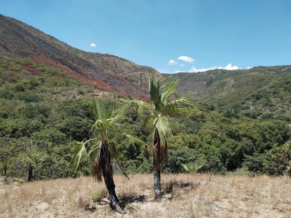 Se vende 1 Hectárea de terreno a 5 min del ojo de agua en tzimol 🏡 2