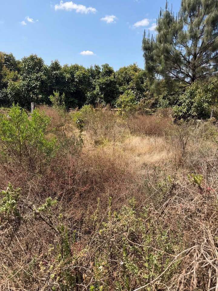 REMATÓ TERRENO EN 100,000 2