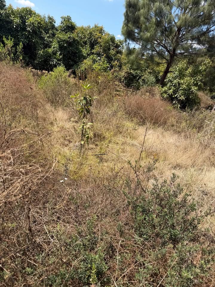 REMATÓ TERRENO EN 100,000 3