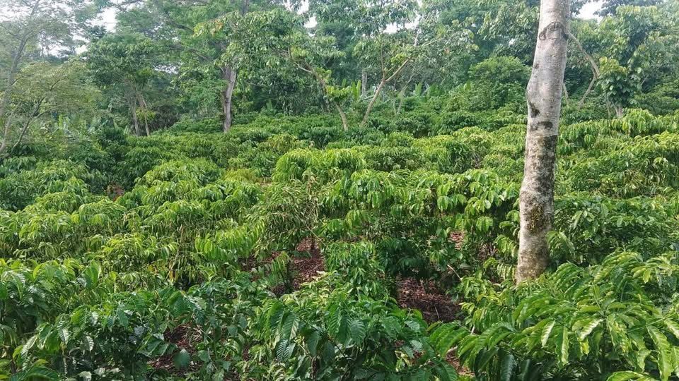 ‼️VENTA DE 22 CUERDAS DE TERRENO $95,000 C/U EN SAN JOAQUÍN, MANUEL LAZOS‼️ 2