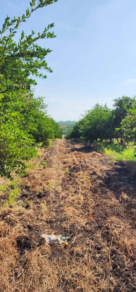 Vendo bonito rancho de 24 hectáreas de limón con agua rodada de bomba y de canal buena tierra 3
