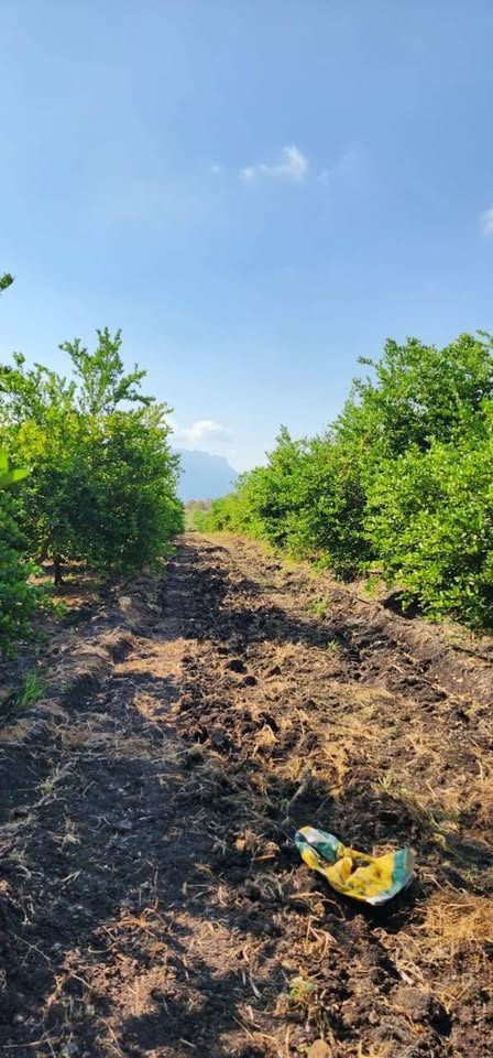 Vendo bono rancho de 24 hectáreas de limón con agua rodada de bomba y de canal buena tierra 2