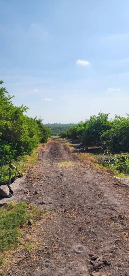 Vendo bonito rancho de 24 hectáreas de limón con agua rodada de bomba y de canal buena tierra 2